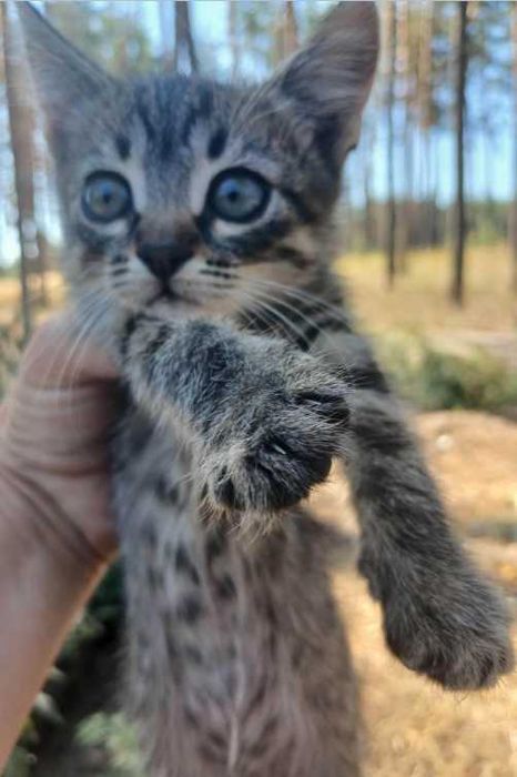 котята 2месяца ищут дом