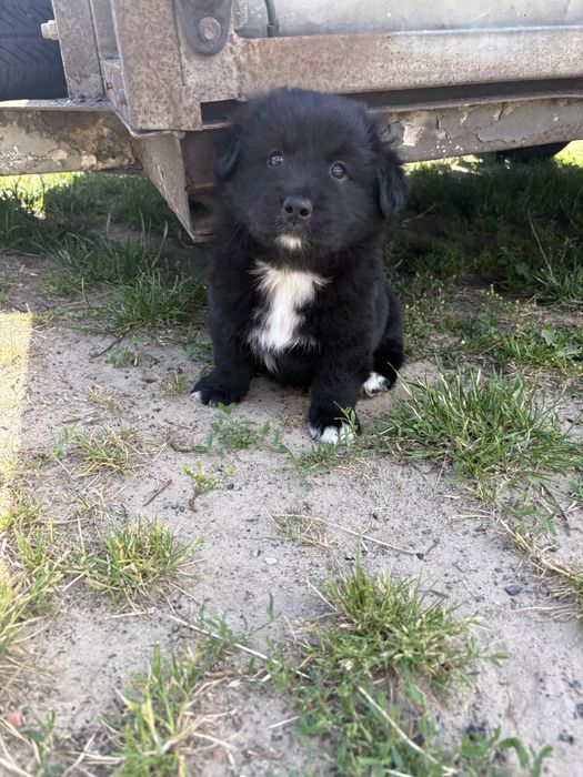 Szczeniaki do adopcji