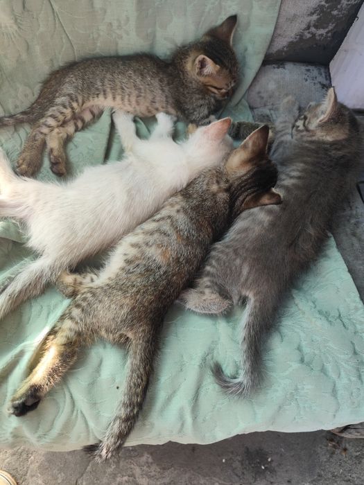 Котята бесплатно