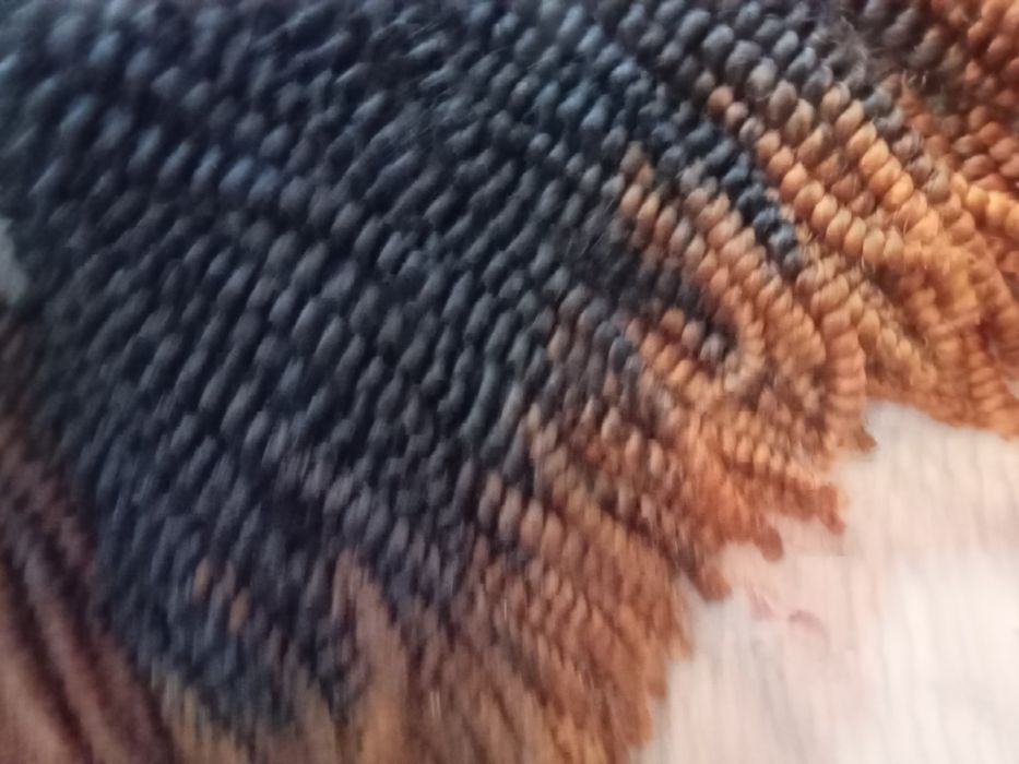 Vendo Sanguita de boa qualidade..