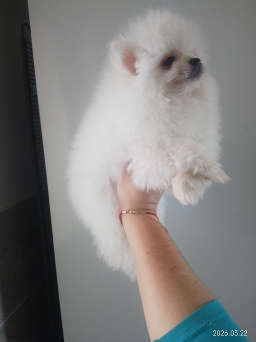 Померанські шпіци міні