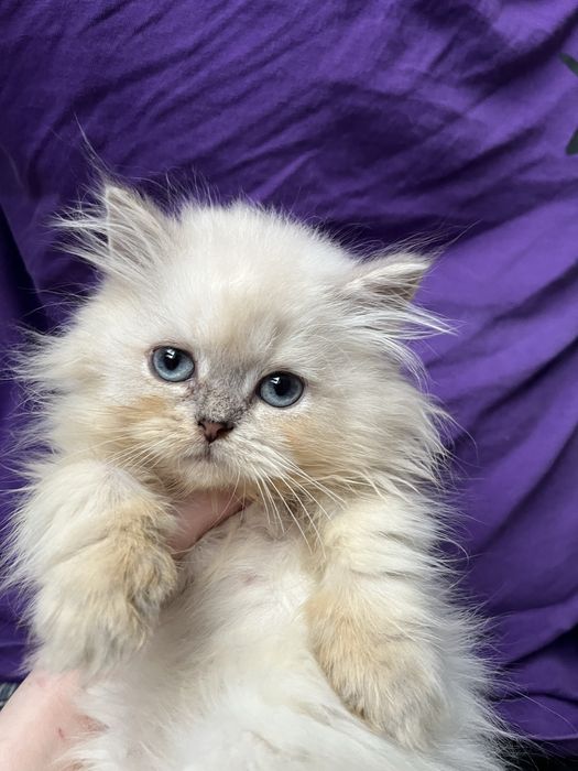 Kocur point zloty dlugowlosy odbior koniec luty