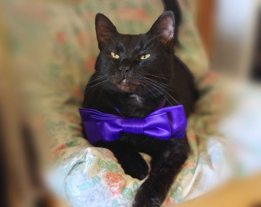 Ласкавий, ніжний котик Матюша чорного окрасу (2 роки). Кастров. Кот