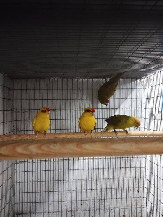 Kakarikis machos e fêmeas.