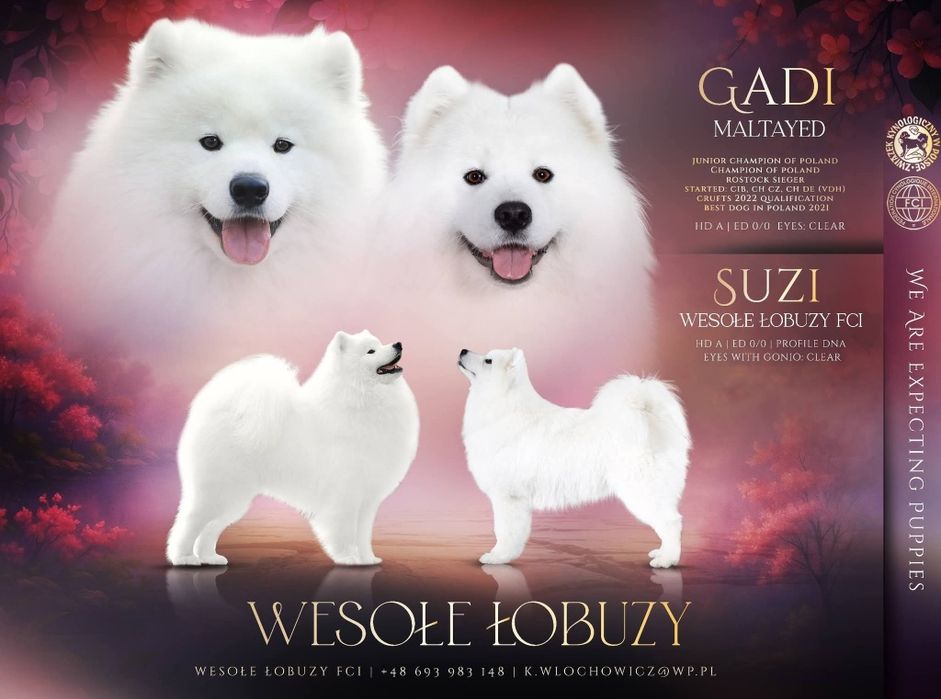Piesek samoyed, szczeniak ZkwP