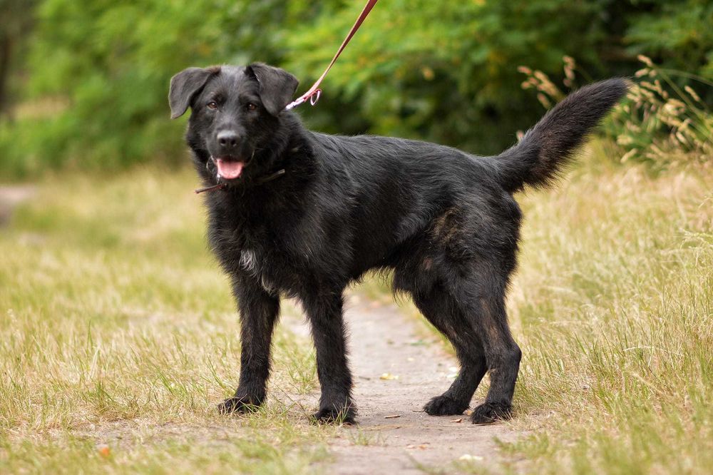 Terierowaty Wigor szuka domu