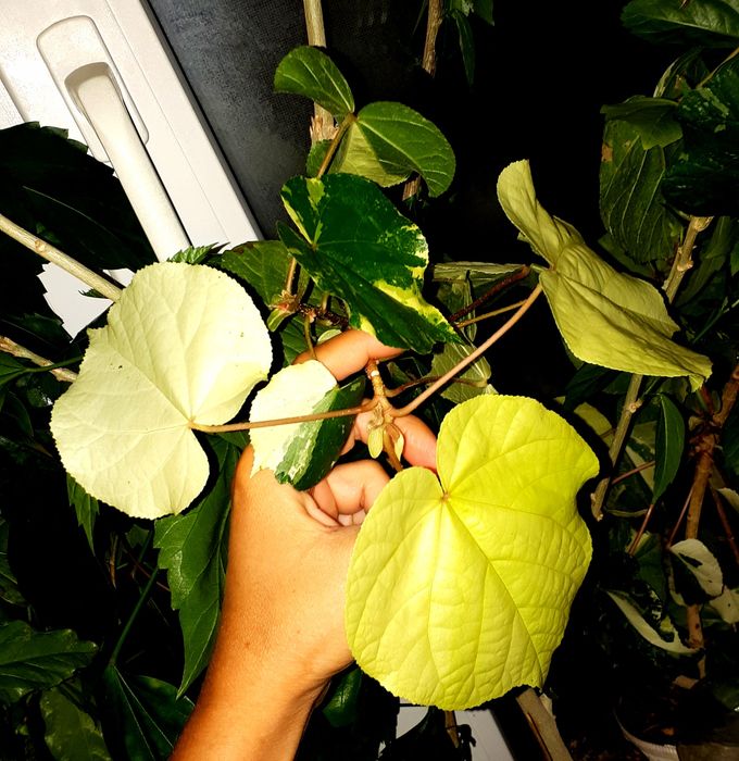 Липовидный вариегатный гибискус с/с