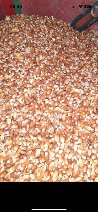 Kukurydza czerwona drobna dla gołebi drobiu