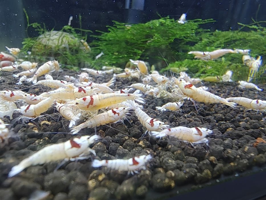 Sprzedam Krewetki PRL K14