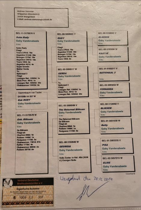 Gołąbie pocztowe młode 2026