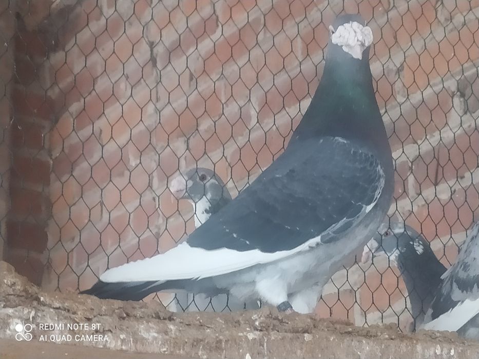 Gołębie staropolskie