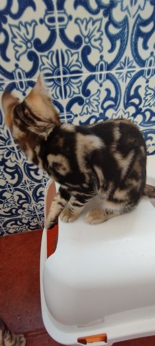 Gatinho  Bengal Marbale exótico