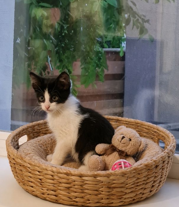 ВНИМАНИЕ! Котята 2 мес мальчики ДНІПРО