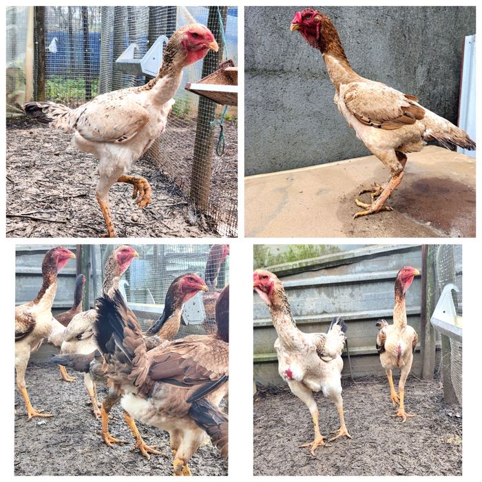 Ovos de Índio Gigante Brasileiro