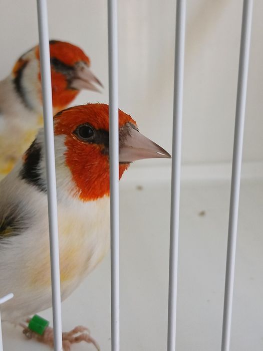 Szczygły Syberyjskie