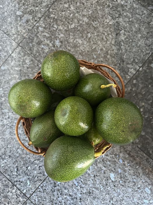 Abacates biológicos