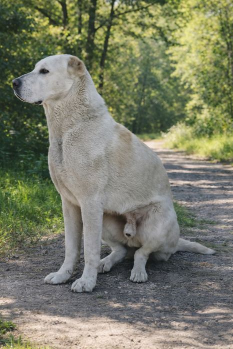 Відам собаку в добрі руки.