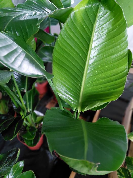 Strelitzia nicolai, Strelicja biała 100 - 120cm WYSYŁKA