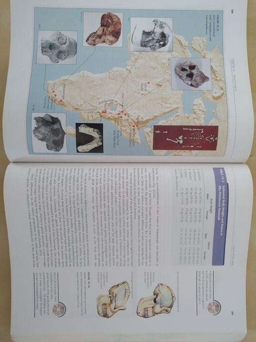 Introduction to physical anthropology