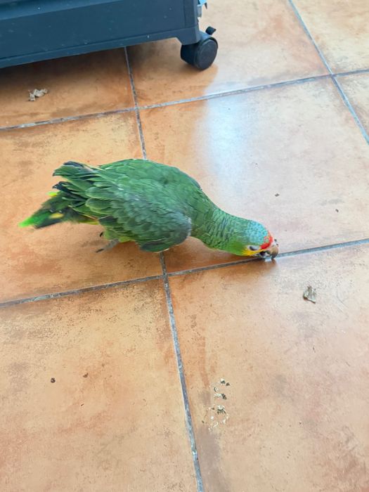 Papagaio fêmea domesticado