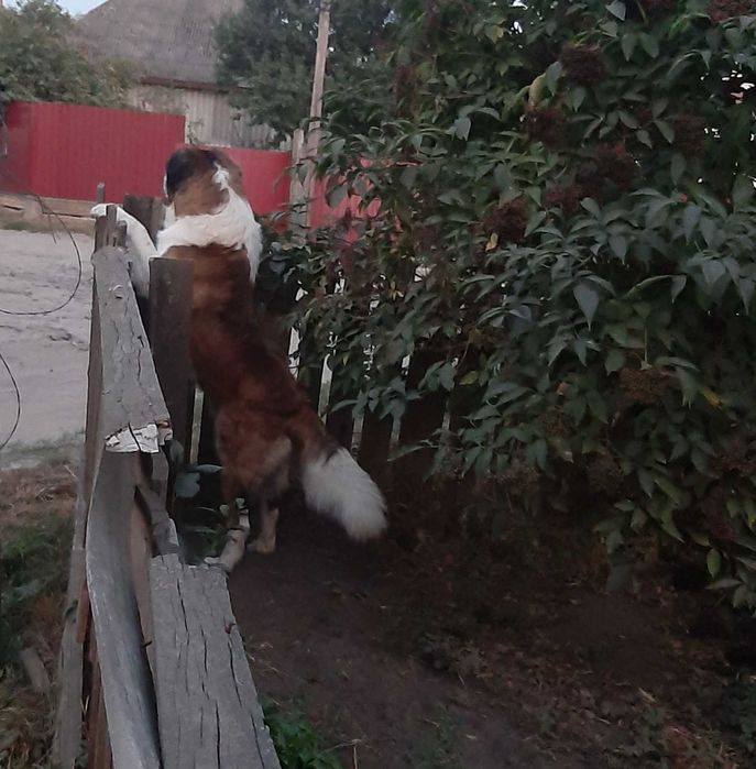 Молодий кобель, московська сторожова, шукає дівчинку. В’язка / Злучка.