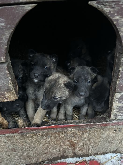 Owczarek belgijski z rodowodem