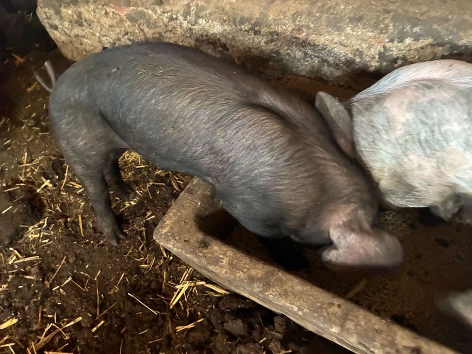 Leitão para venda