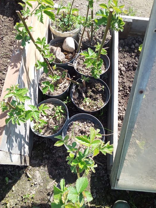 Ostrężyna bezkolcowa