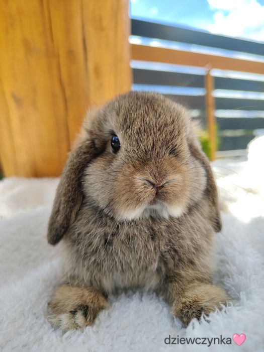 Mini Lop z metryka królik miniaturka domowy