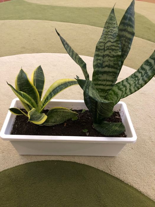 САНСЕВʼЄРА. Кімнатна рослина