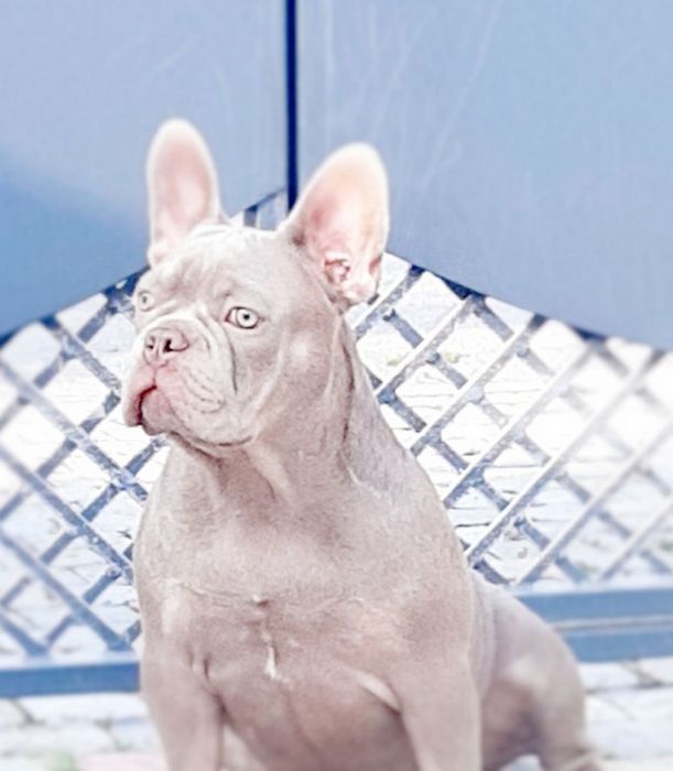 Хлопчик Ізабелла на вязку