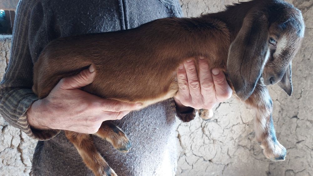 Козлята нубийские и заано - нубийскиее