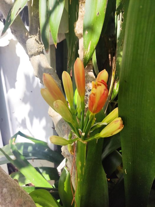 Clivias de flor laranja-amarela