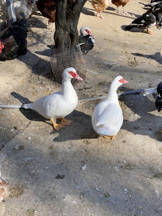 Patos mudos de varias cores.