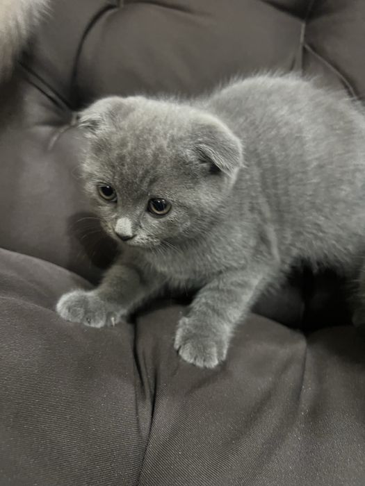 Коти Висловухі Шотландці