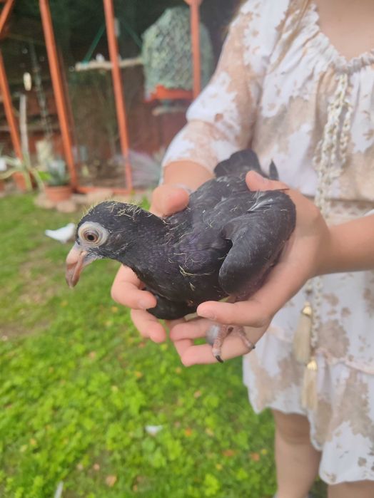 Gołębie staropolskie