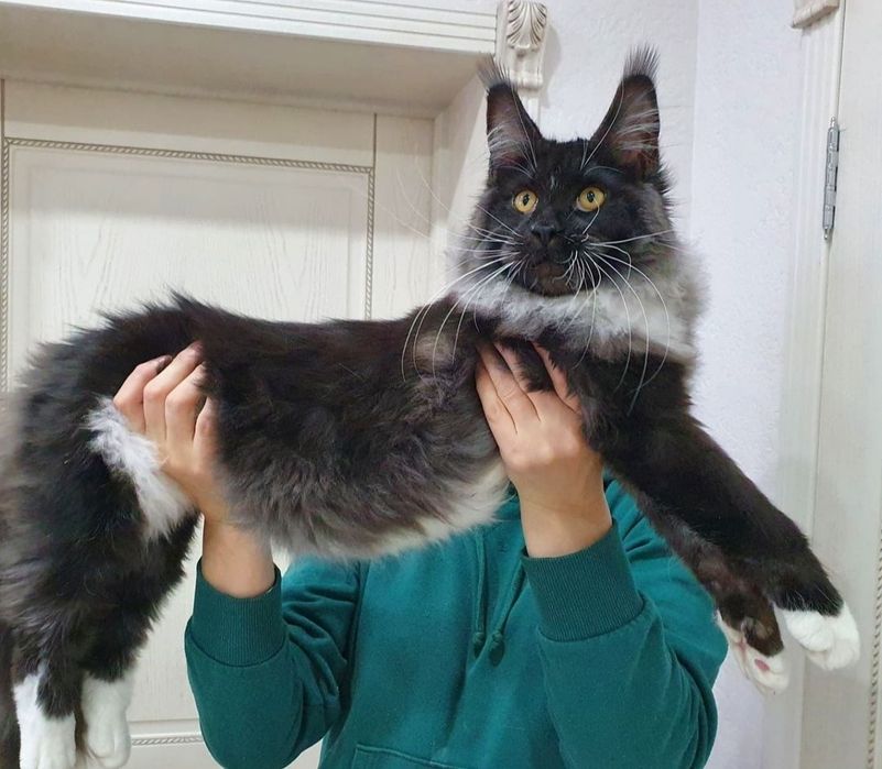 Vip котята Мейн-кун