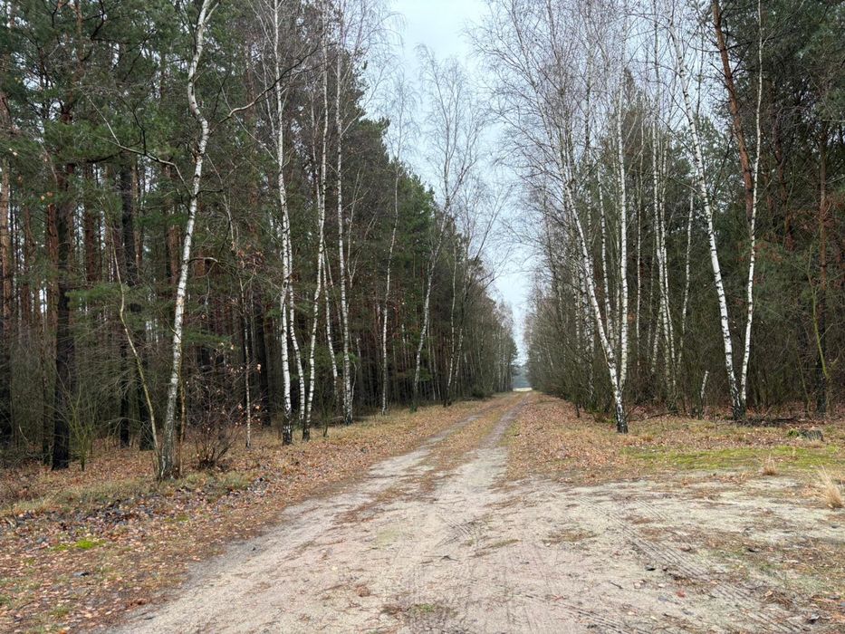 Sprzedam działkę rolno-leśną, 8,9304 ha  - Chorzele - Widok 2