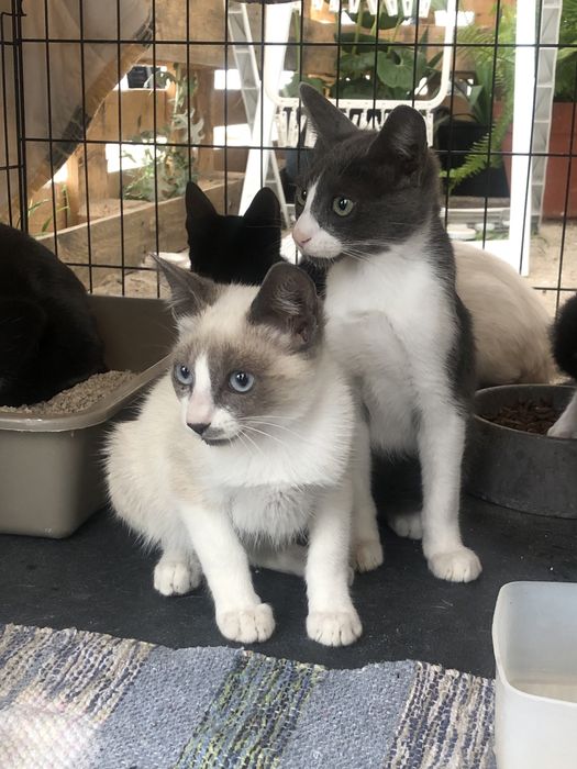 Gatos bebes para adocao