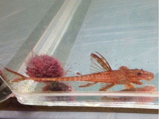 Лорикарія червона рибка акваріумна