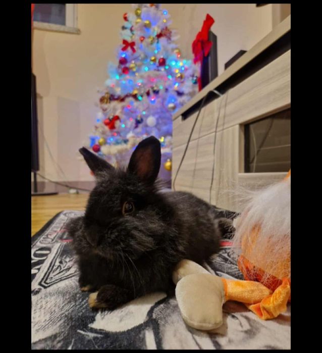 Króliczek miniaturka czaruś