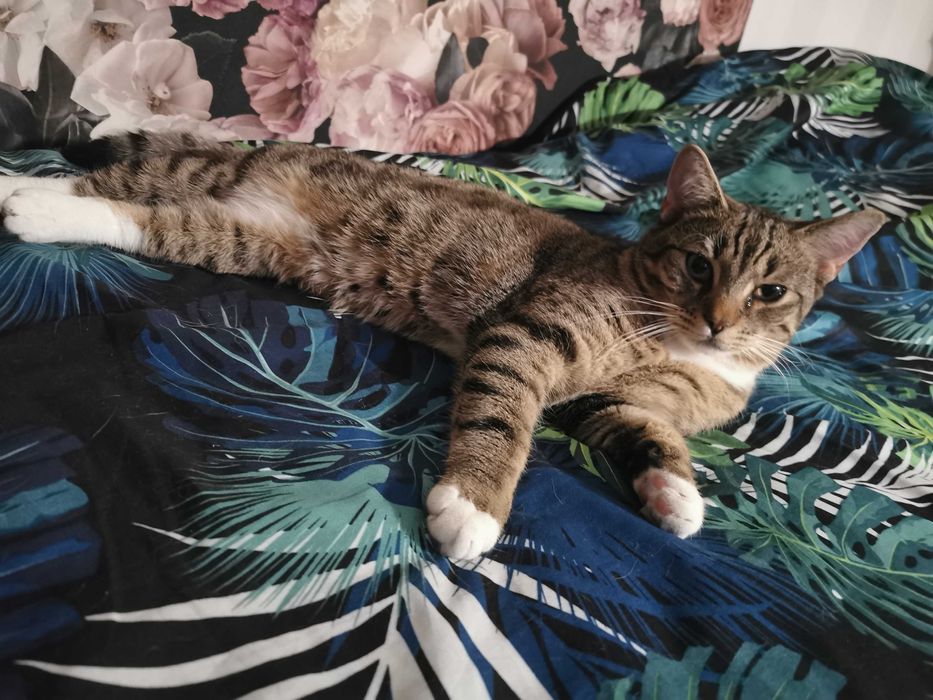 Dziewiecio miesieczne kocurki, rodzeństwo szukają stałego domu.