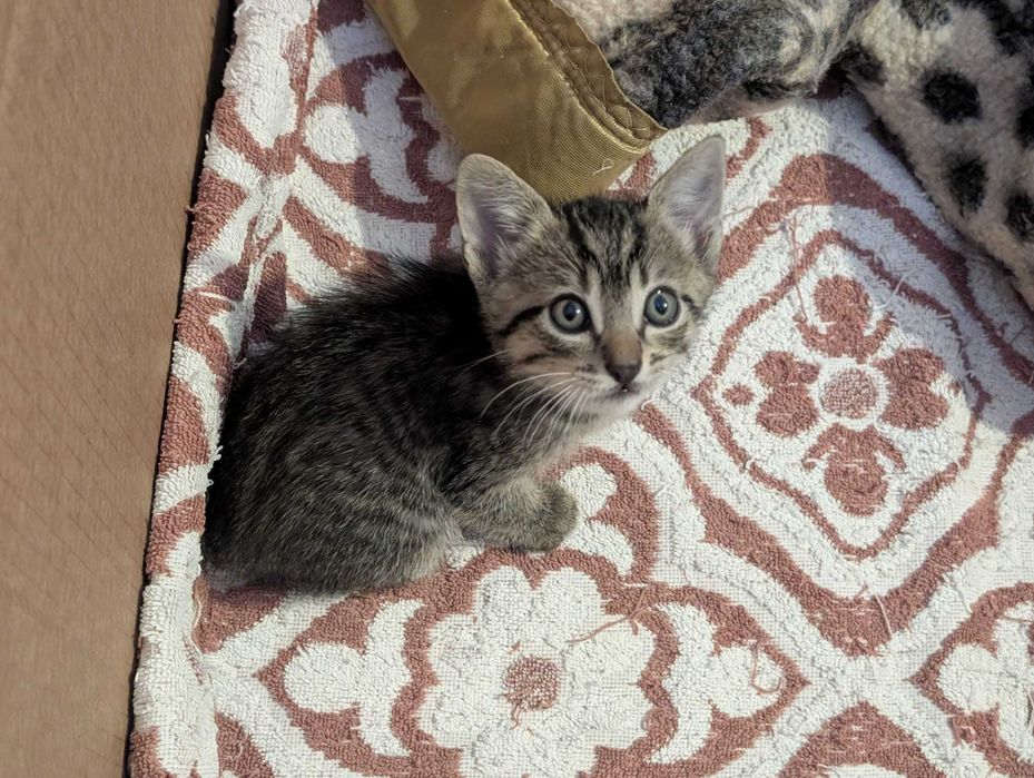 gatinho meigo em adoçao responsável