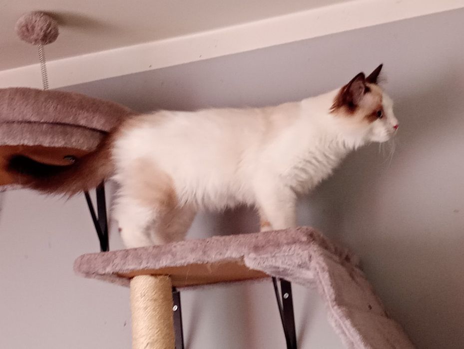 Kocorek radgoll gotowy do odbioru