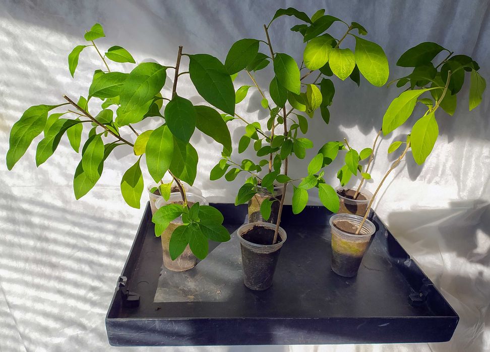 «Картопляне дерево» (Паслін Рантоннеті, Паслін горечавковидний)