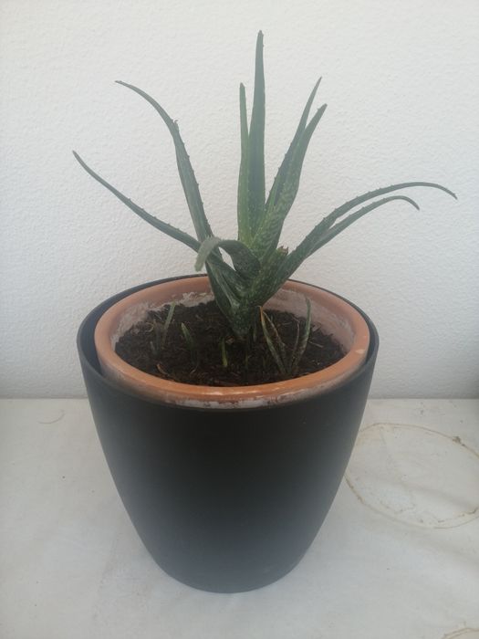 Planta - Aloe Vera com 30 cms de altura