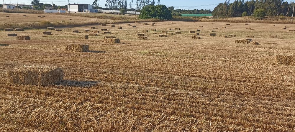 Feno de azevem palha