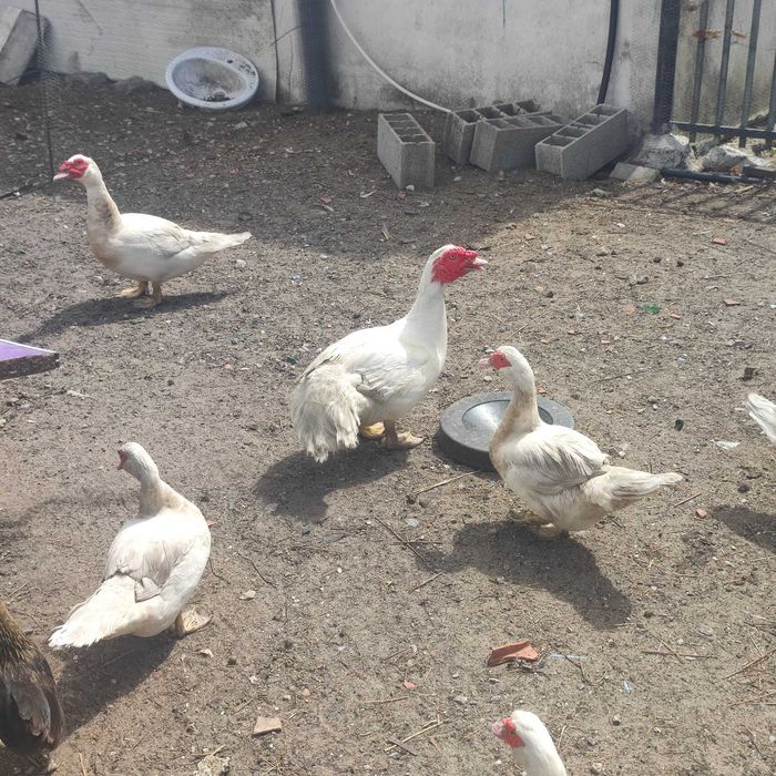 Vendo Patos para desocupar