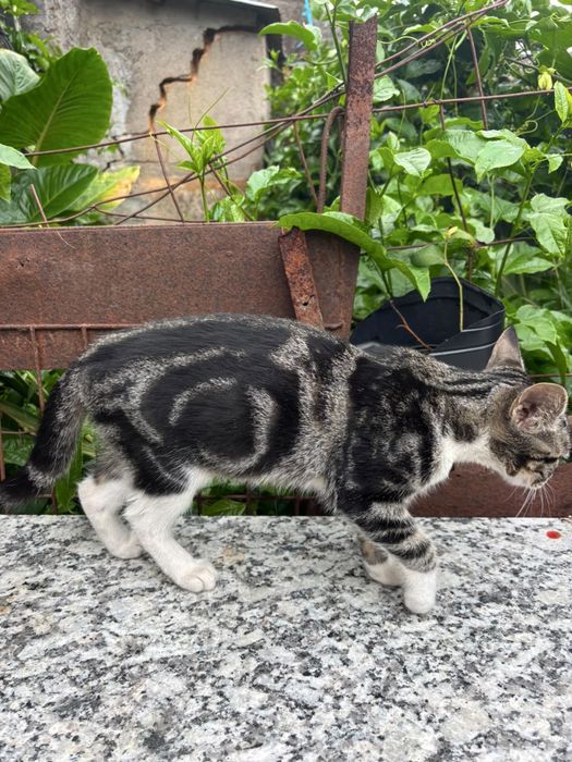 Gatinhos para adoçao