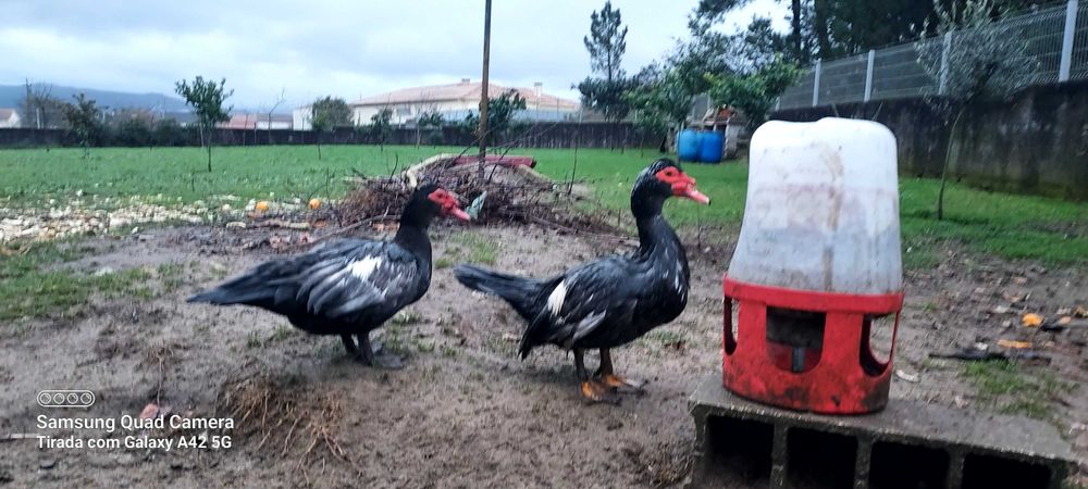 Patos mudos Adultos ~6 meses